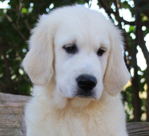 Du clos de nissa-bella - Chiot disponible  - Golden Retriever