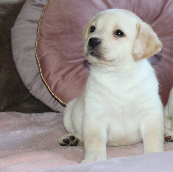 Du clos de nissa-bella - Chiot disponible  - Labrador Retriever