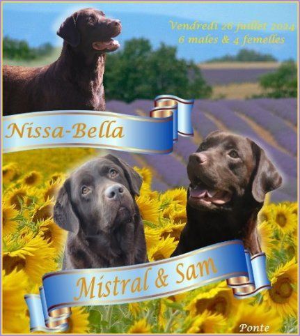 Du clos de nissa-bella - Chiot disponible  - Labrador Retriever