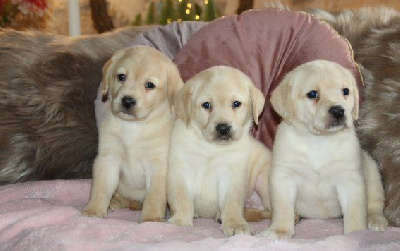 chiot Mâle sable