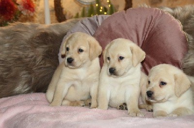 chiot Mâle sable