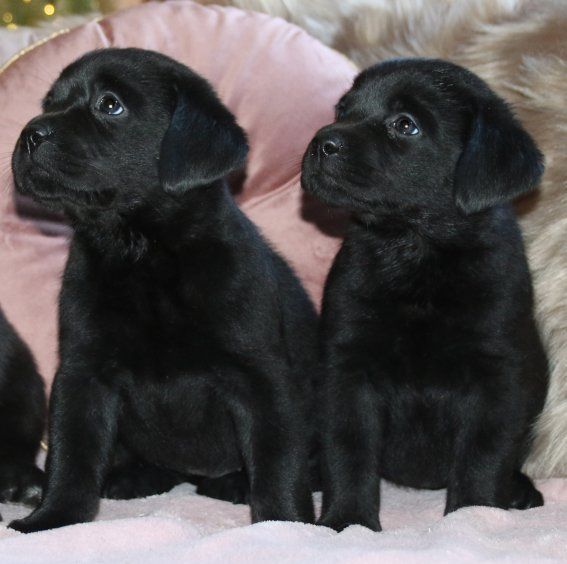 Du clos de nissa-bella - Chiot disponible  - Labrador Retriever