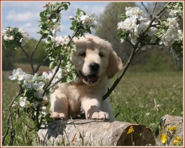 Les BB du clos de Nissa-Bella