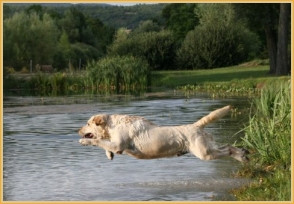 La vie au clos de Nissa-Bella...
