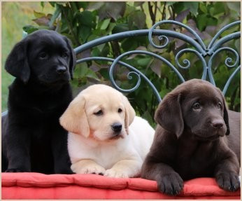 Les BB du clos de Nissa-Bella