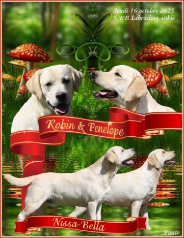 Du clos de nissa-bella - Chiots disponibles - Labrador Retriever