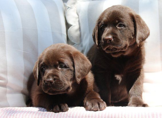 Du clos de nissa-bella - Chiots disponibles - Labrador Retriever
