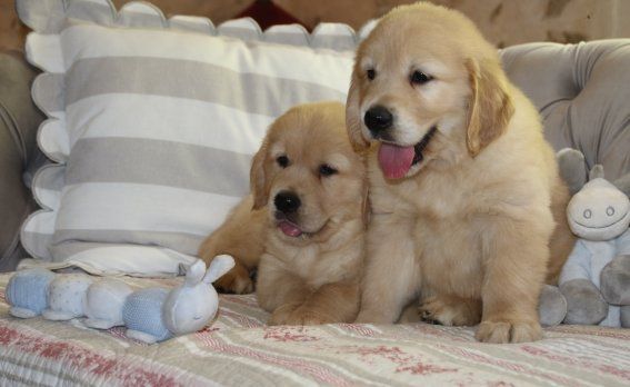 Du clos de nissa-bella - Chiots disponibles - Golden Retriever