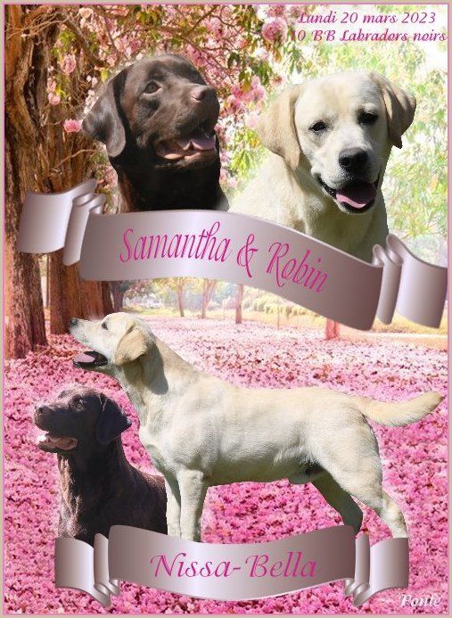 Chiot Labrador Retriever Du clos de nissa-bella