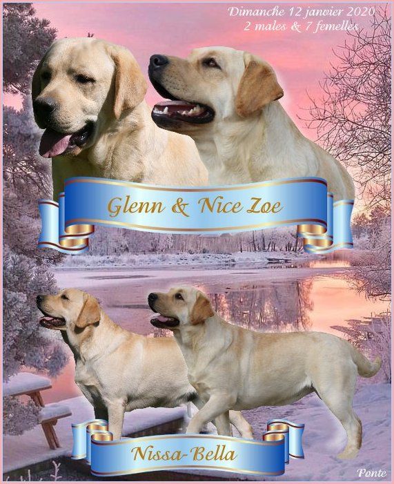 Chiot Labrador Retriever Du clos de nissa-bella