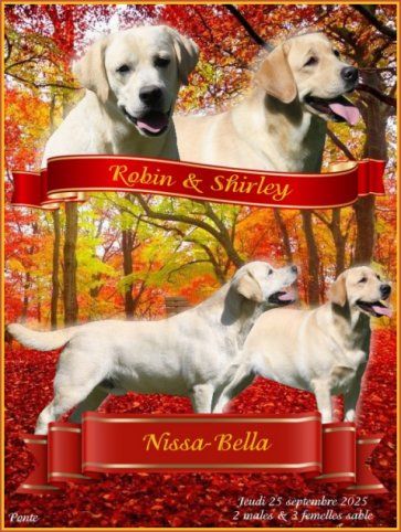 Du clos de nissa-bella - Chiots disponibles - Labrador Retriever