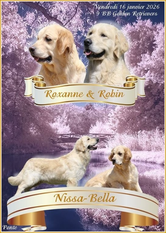 Chiot Golden Retriever Du clos de nissa-bella