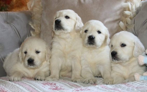 Du clos de nissa-bella - Chiots disponibles - Golden Retriever