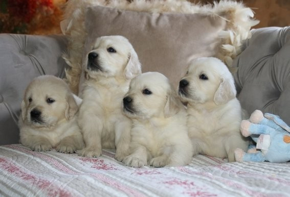 Du clos de nissa-bella - Chiots disponibles - Golden Retriever