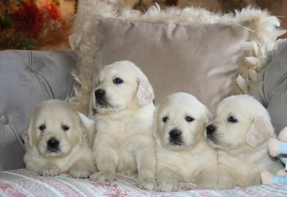 Du clos de nissa-bella - Chiots disponibles - Golden Retriever