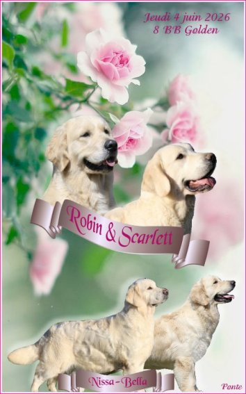 Du clos de nissa-bella - Chiots disponibles - Golden Retriever