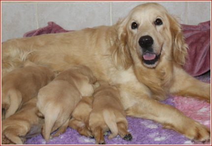 Du clos de nissa-bella - Golden Retriever - Portée née le 10/07/2026