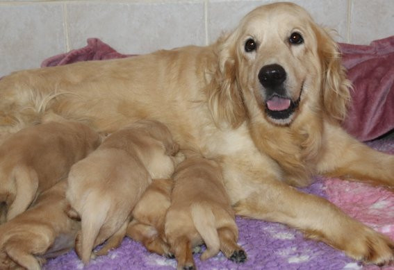 Du clos de nissa-bella - Chiots disponibles - Golden Retriever