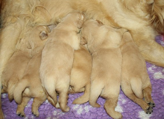 Du clos de nissa-bella - Chiots disponibles - Golden Retriever