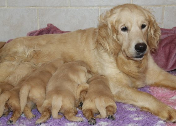Du clos de nissa-bella - Chiots disponibles - Golden Retriever