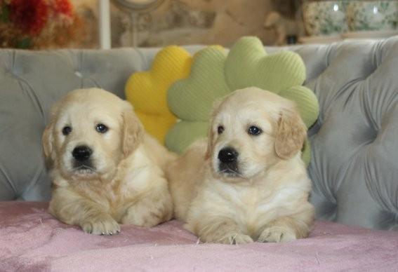 Du clos de nissa-bella - Chiots disponibles - Golden Retriever