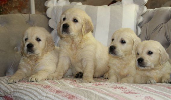 Du clos de nissa-bella - Chiots disponibles - Golden Retriever