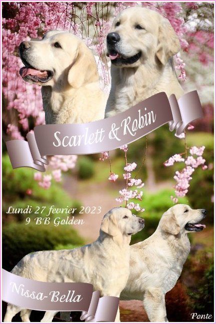 Chiot Golden Retriever Du clos de nissa-bella