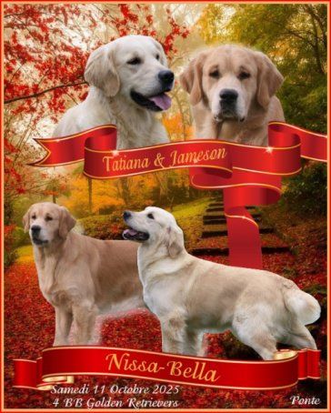 Du clos de nissa-bella - Chiots disponibles - Golden Retriever