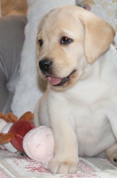 Du clos de nissa-bella - Chiots disponibles - Labrador Retriever