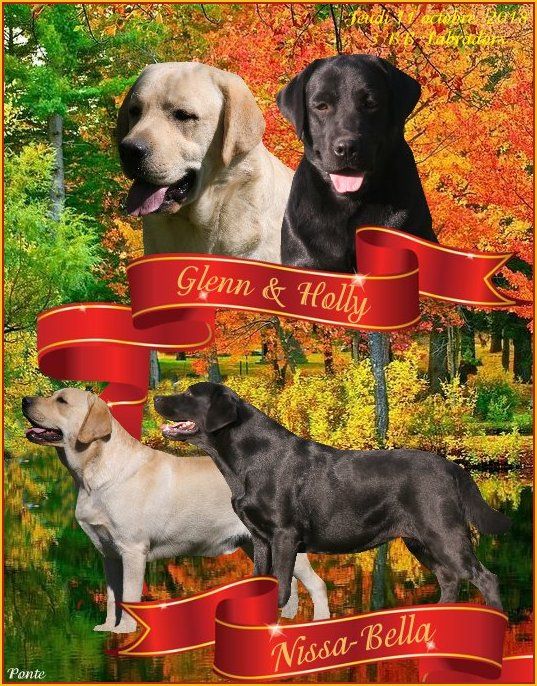 Chiot Labrador Retriever Du clos de nissa-bella