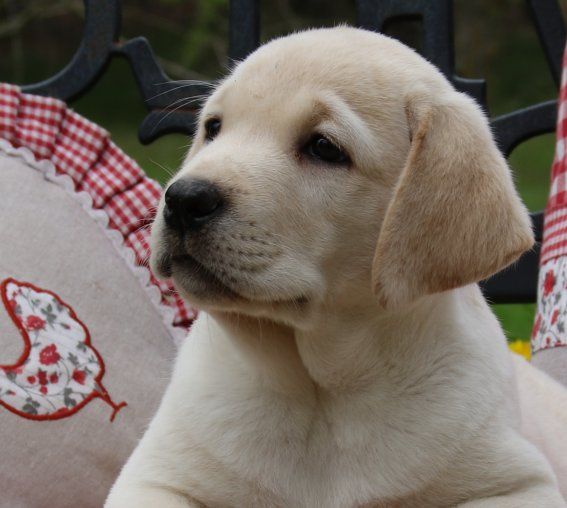 Du clos de nissa-bella - Chiots disponibles - Labrador Retriever