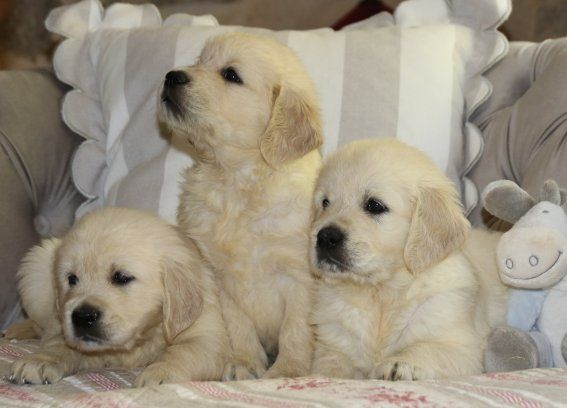 Du clos de nissa-bella - Chiots disponibles - Golden Retriever