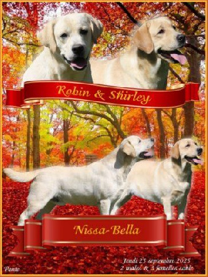 Chiot Femelle sable