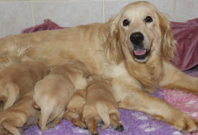 Chiot Mâle