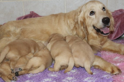Chiot Femelle