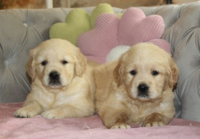 Chiot Femelle