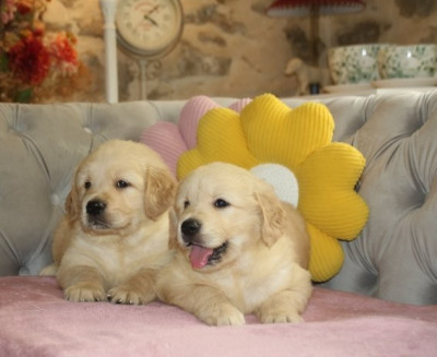 Chiot Mâle