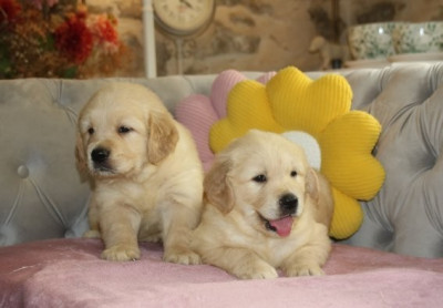 Chiot Mâle