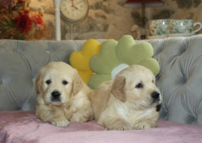 Chiot Mâle