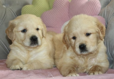 Chiot Femelle