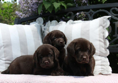 Chiot Mâle Marron