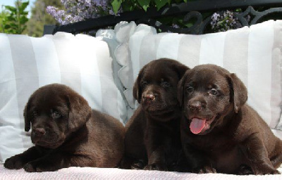 Chiot Mâle Marron