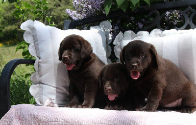 Chiot Mâle Marron