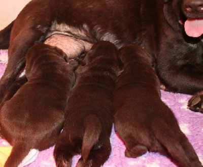 Chiot Mâle Marron
