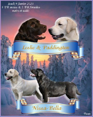 Chiot Femelle noire