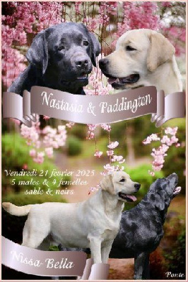 chiot Femelle sable