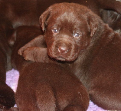 Chiot Femelle Marron