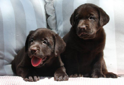 Chiot Femelle Marron
