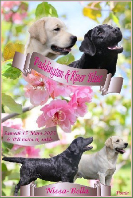 chiot Femelle sable