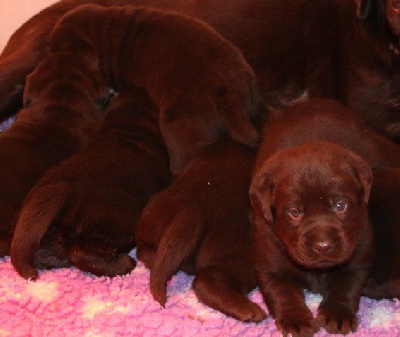 Chiot Mâle Marron